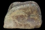 Hadrosaur Foot Bone - Alberta (Disposition #-) #100530-1